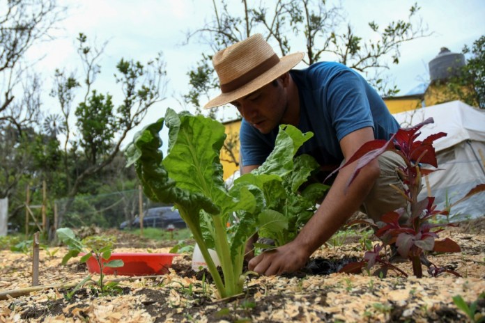 Des potagers urbains contre les pénuries en temps de confinement post thumbnail image